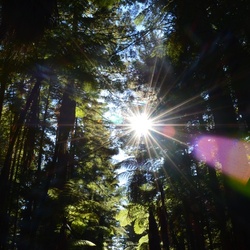 2017-03 New Zealand/Red Woods/DSC_0164.JPG